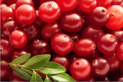 Cranberry Extract